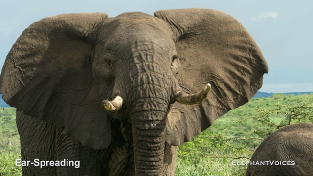 Ear-Spreading. Context: Conflict & Confrontation (6)