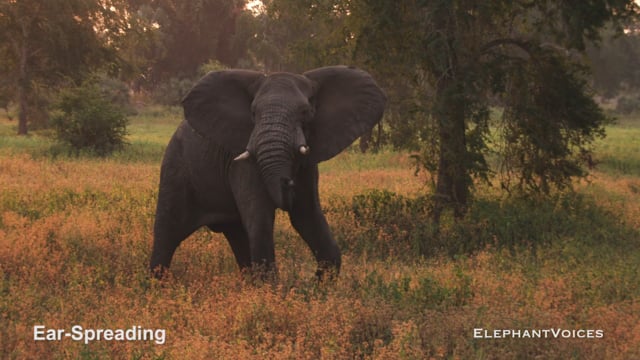 Ear-Spreading. Context: Conflict & Confrontation (2)