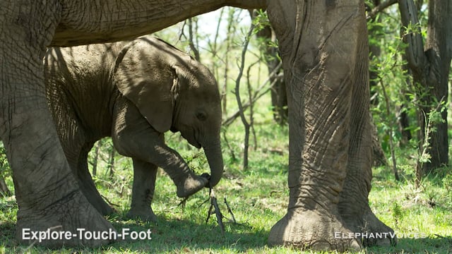 Explore-Touch-Foot. Context: Attentive (3)