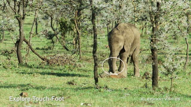 Explore-Touch-Foot. Context: Attentive (4)