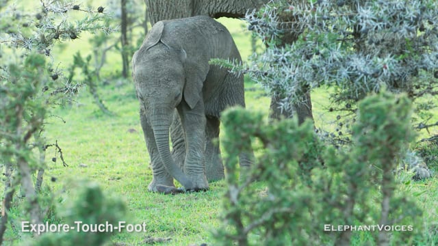 Explore-Touch-Foot. Context: Attentive (6)