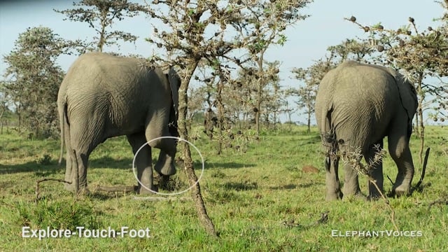 Explore-Touch-Foot. Context: Attentive (2)
