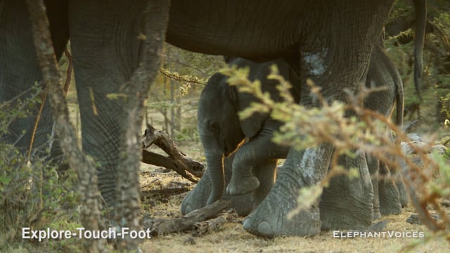Explore-Touch-Foot. Context: Attentive (7)
