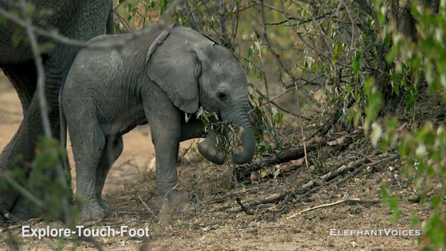 Explore-Touch-Foot. Context: Attentive (9)