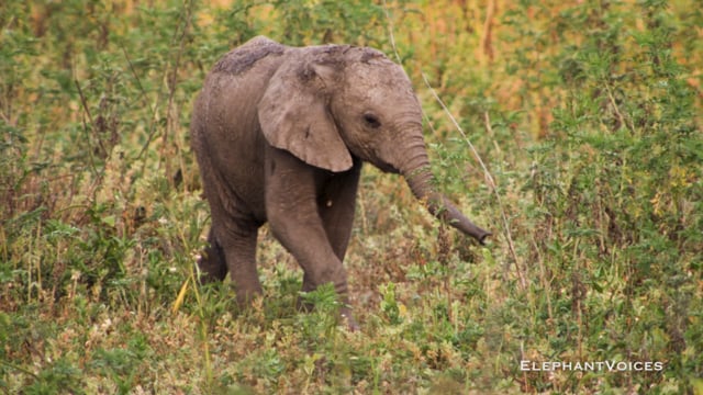 Explore-Touch-Trunk. Context: Attentive (2)