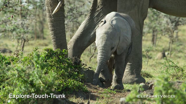 Explore-Touch-Trunk. Context: Attentive (3)