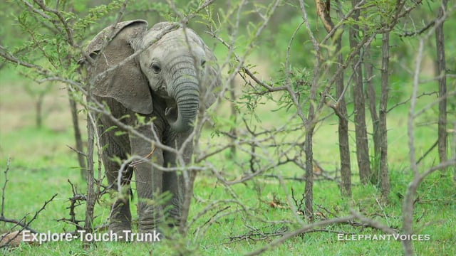 Explore-Touch-Trunk. Context: Attentive (4)