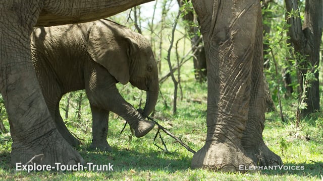 Explore-Touch-Trunk. Context: Attentive (6)