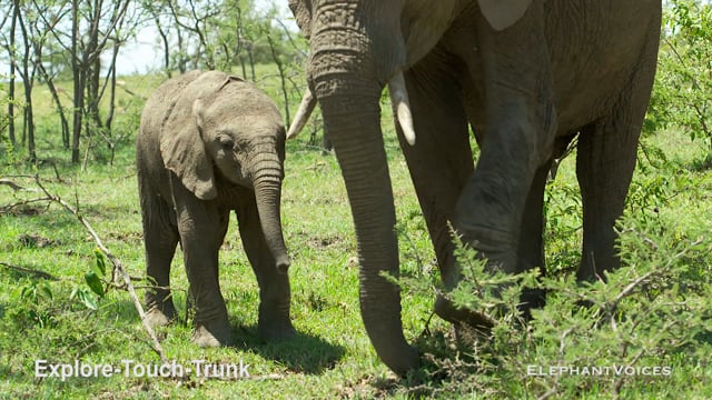 Explore-Touch-Trunk. Context: Attentive (7)