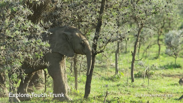 Explore-Touch-Trunk. Context: Attentive (9)