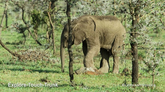 Explore-Touch-Trunk. Context: Attentive (8)