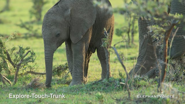 Explore-Touch-Trunk. Context: Attentive (10)