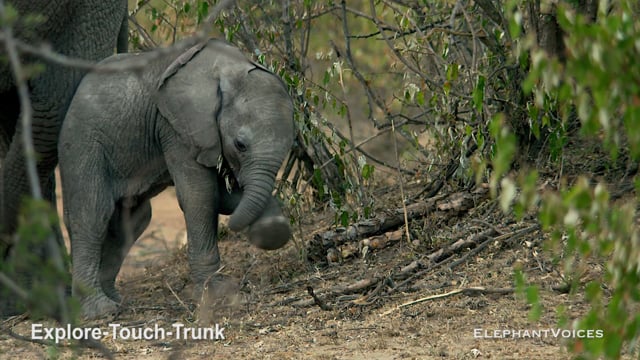 Explore-Touch-Trunk. Context: Attentive (12)
