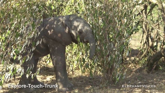 Explore-Touch-Trunk. Context: Attentive (13)