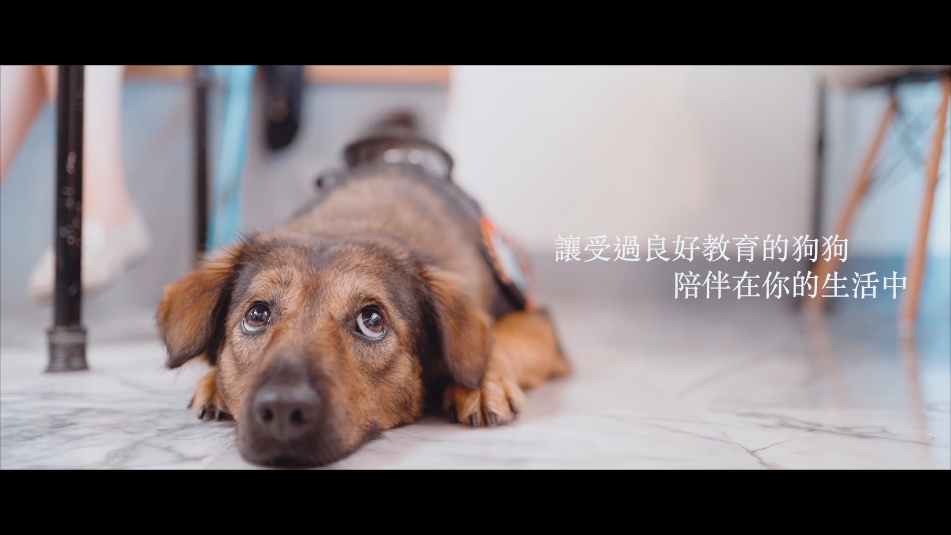 《CF》TCETA｜2018台灣犬隻教育協會廣告｜Alpha上班族篇