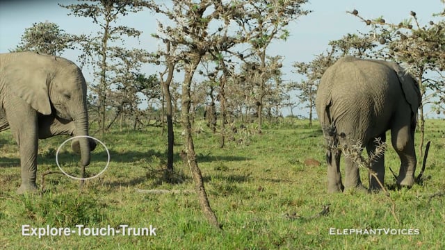 Explore-Touch-Trunk. Context: Attentive (5)