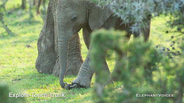 Explore-Touch-Trunk. Context: Attentive (11)