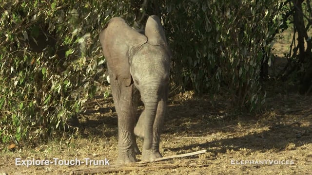 Explore-Touch-Trunk. Context: Attentive (14)