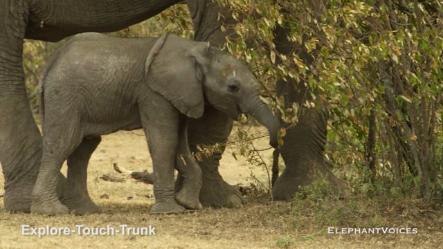 Explore-Touch-Trunk. Context: Attentive (15)