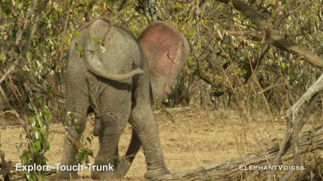 Explore-Touch-Trunk. Context: Attentive (16)