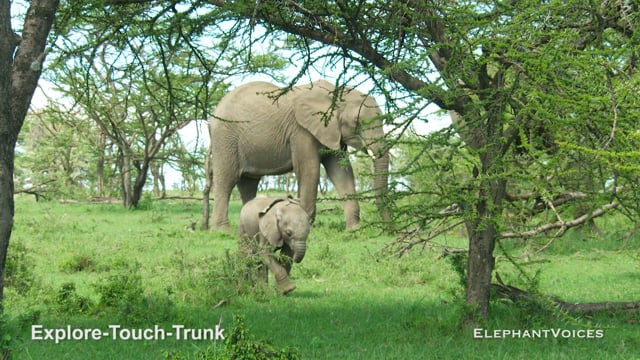 Explore-Touch-Trunk. Context: Attentive (17)