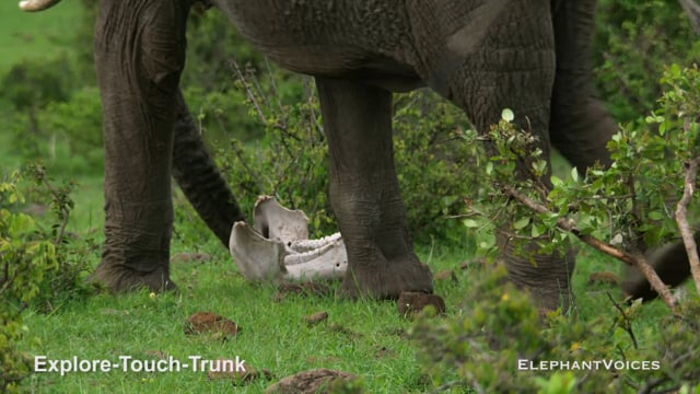Explore-Touch-Trunk. Context: Death (1)