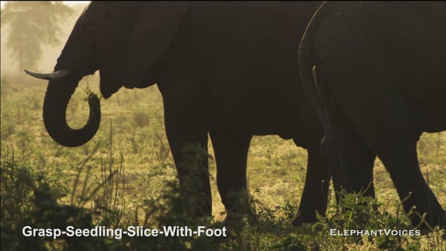 Grasp-Seedling-Slice-with-Foot. Context: Foraging & Comfort Technique (1)