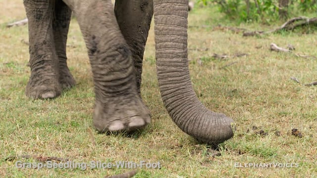 Grasp-Seedling-Slice-with-Foot. Context: Foraging & Comfort Technique (2)