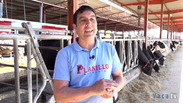 Época de cambios en Planillo Holstein