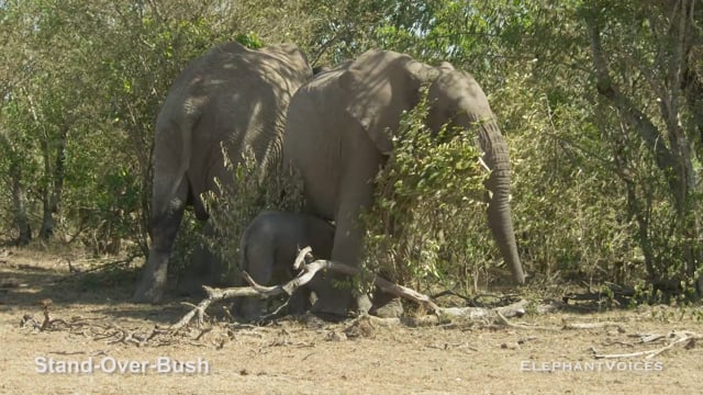 Stand-Over-Bush. Context: Novel & Idiosyncratic (3)