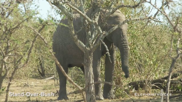 Stand-Over-Bush. Context: Novel & Idiosyncratic (5)