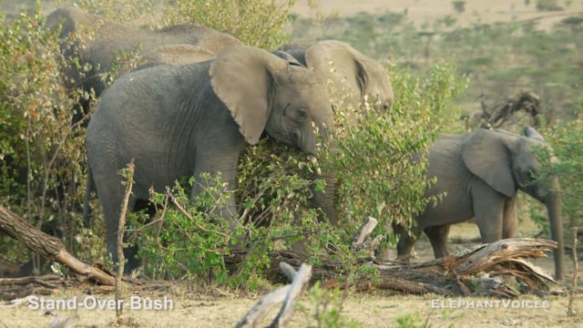 Stand-Over-Bush. Context: Novel & Idiosyncratic (7)