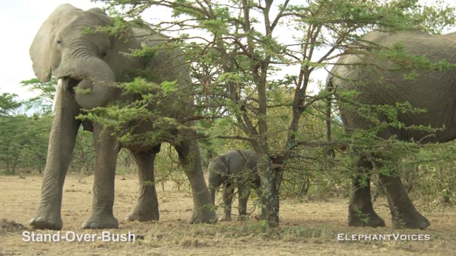 Stand-Over-Bush. Context: Novel & Idiosyncratic (9)