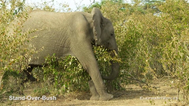 Stand-Over-Bush. Context: Novel & Idiosyncratic (10)