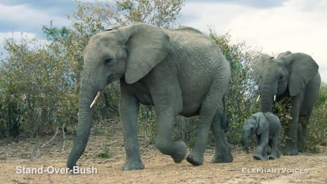Stand-Over-Bush. Context: Novel & Idiosyncratic (11)