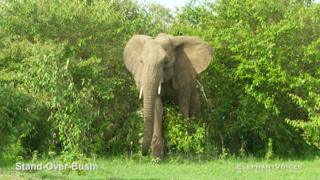 Stand-Over-Bush. Context: Novel & Idiosyncratic (12)