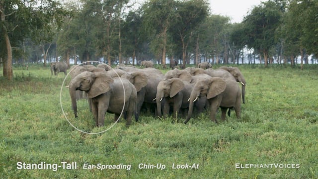 Standing-Tall. Context: Conflict & Confrontation (7)