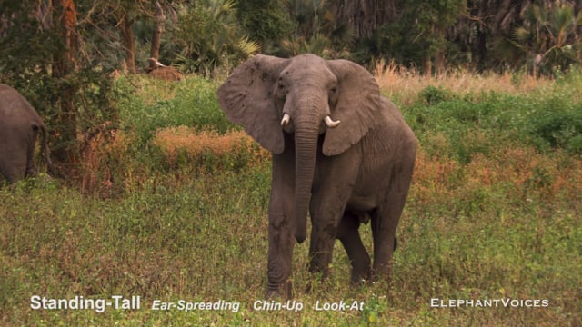 Standing-Tall. Context: Conflict & Confrontation (2)