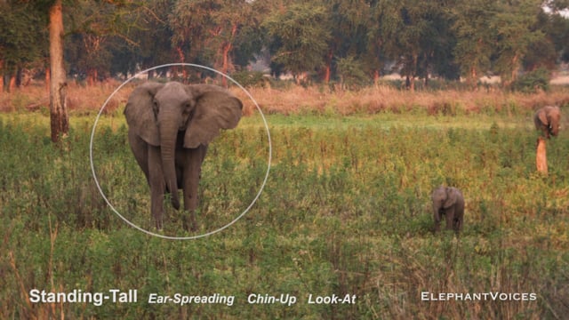 Standing-Tall. Context: Conflict & Confrontation (3)
