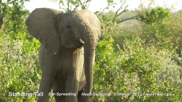 Standing-Tall. Context: Calf Reassurance & Protection (1)
