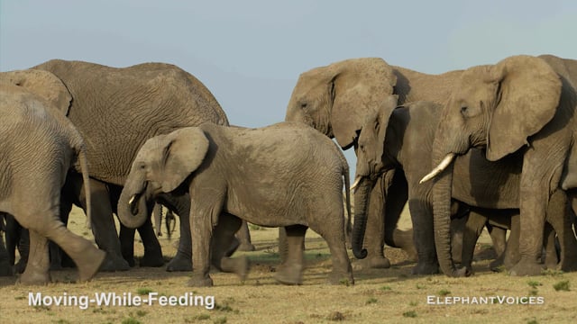 Moving-While-Feeding. Context:  Maintenance (4)