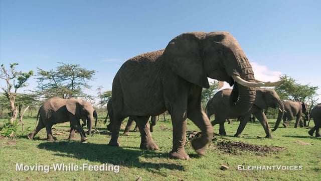 Moving-While-Feeding. Context:  Maintenance (9)