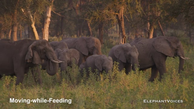 Moving-While-Feeding. Context:  Maintenance (2)