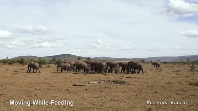 Moving-While-Feeding. Context:  Maintenance (5)