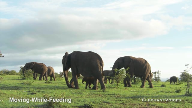Moving-While-Feeding. Context:  Maintenance (7)