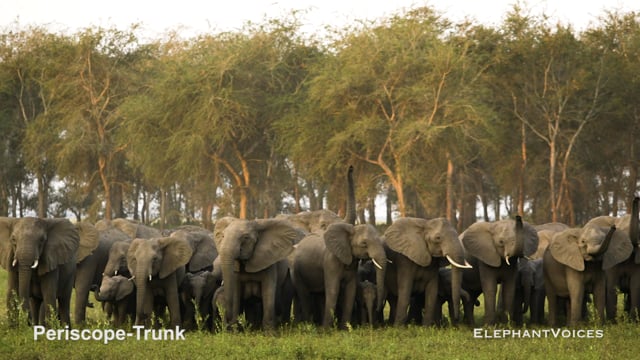 Periscope-Trunk. Context: Attentive (1)