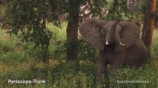 Periscope-Trunk. Context: Vigilance (2)