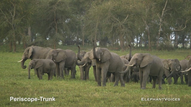 Periscope-Trunk. Context: Vigilance (3)