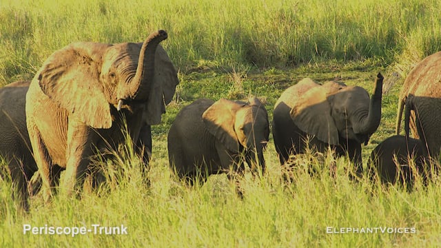 Periscope-Trunk. Context: Vigilance (4)
