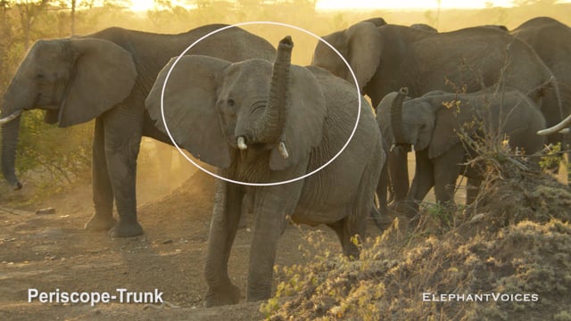 Periscope-Trunk. Context: Vigilance (12)